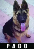 klaussvompaco