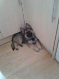 Sable boy