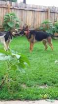 Healing German Shepherds