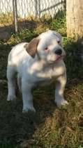 Mrs Bulldog Crazy