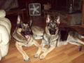 K9CAJUN