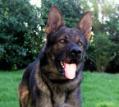 Ultimate K9 Protection