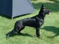 K9CC