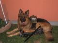 GSD paws