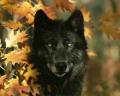 rlwolf