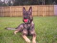 Czechdogk9