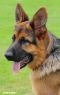GSDADDICT