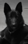 DDRGSDlover