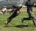 K9 Hunter