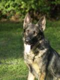 countrygsds