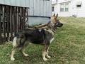 Jaded Dragon Kennels