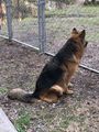 HANS K9