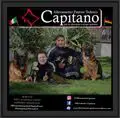 Pino Capitano