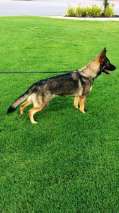 Blk GSD
