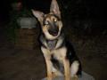 newGSDlover
