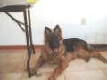 GSD TACO