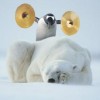Polar bear