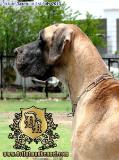 Dvijatman Kennel