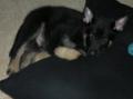 hockeypup125