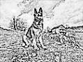 BEAUTY K9 MNE