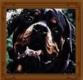 RottweilerRocky