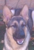 k9topnotchkennels