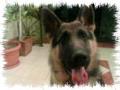 GSDCK